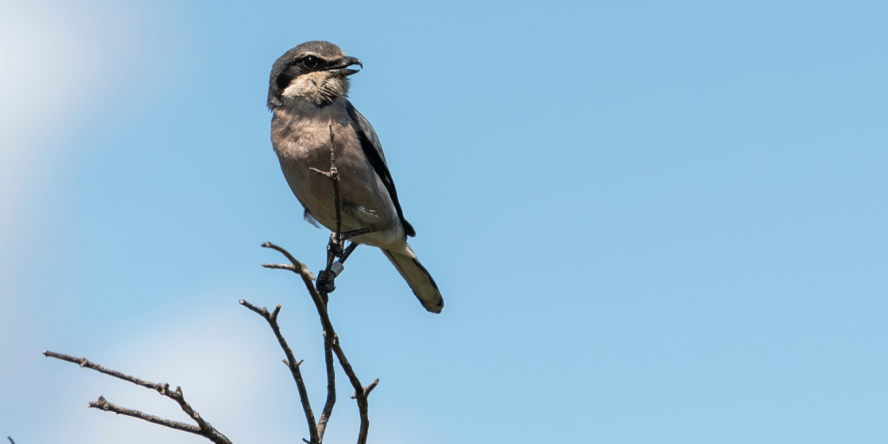 Pie-grièche méridionale © Olivier Hameau